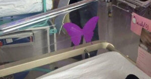 Purple butterfly sticker near newborns – here’s what it means
