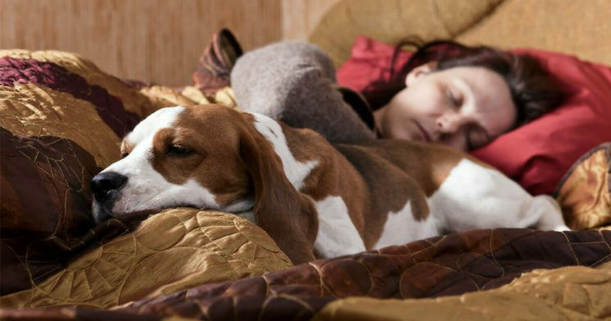 8 things that happen to your body if you let your dog sleep in bed