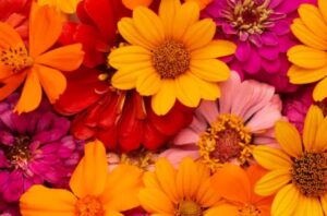 The flowers you love the most uncover hidden aspects of your personality Read More