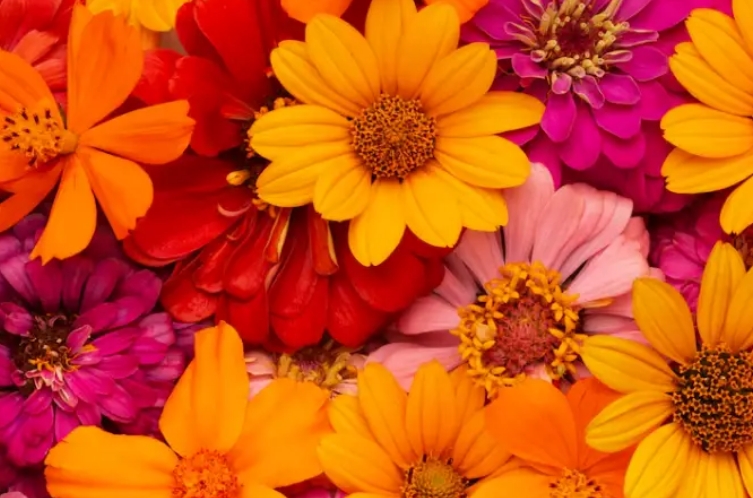 The flowers you love the most uncover hidden aspects of your personality Read More