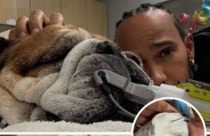 Lewis Hamilton, Eligible F1 Champion, Mourns the Loss of Beloved Dog Roscoe