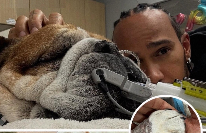 Lewis Hamilton, Eligible F1 Champion, Mourns the Loss of Beloved Dog Roscoe