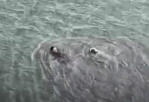 Officer jumps into cold bay waters to rescue injured dog