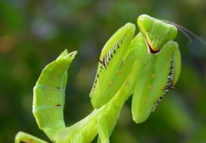 When this insect lands on you, BE CAREFUL. Here’s what the Universe is trying to tell you