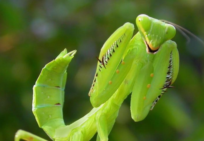 When this insect lands on you, BE CAREFUL. Here’s what the Universe is trying to tell you