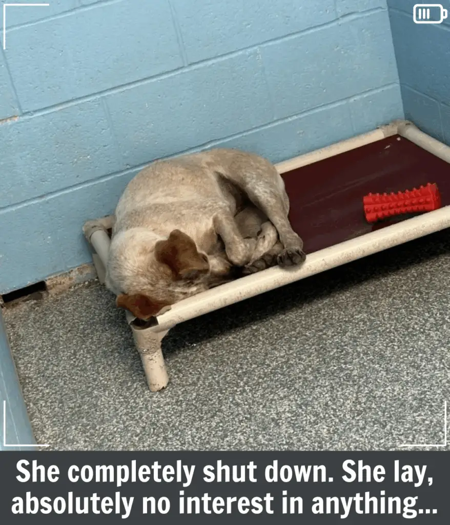 Rescuers Were Heartbroken By This Dog’s Reaction After Her Brother Was Adopted And She Was Not