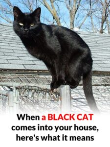What does it mean to meet a black cat?