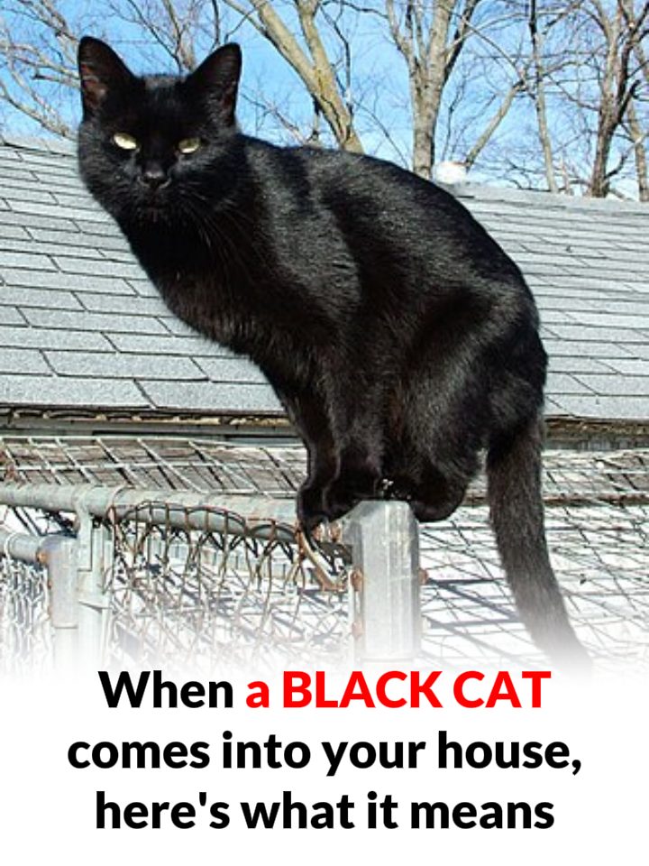 What does it mean to meet a black cat?