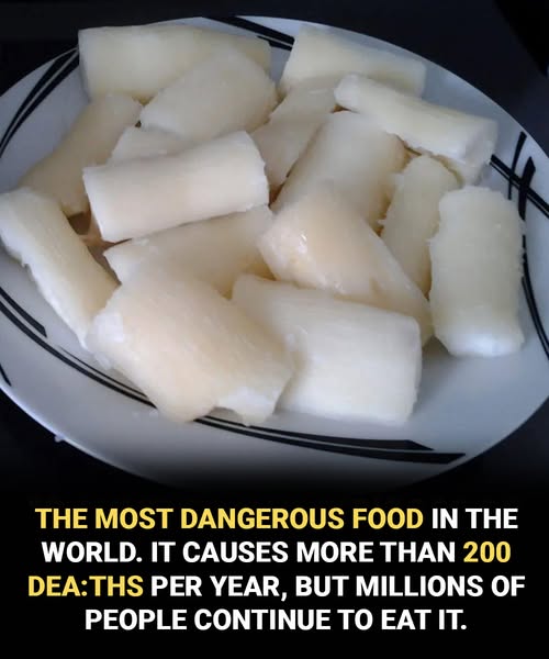 Toxic if improperly prepared: another side of a widely consumed food worldwide