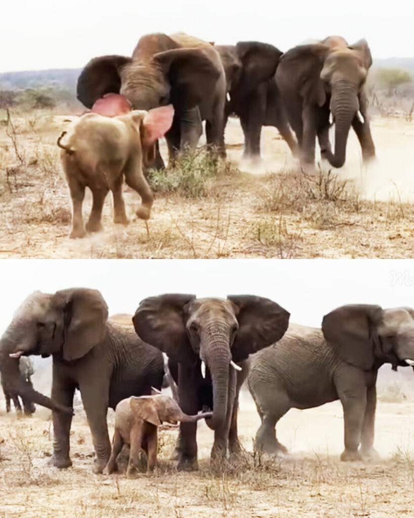 The Day Khanyisa Found Her Family — A Welcome Fit for a Little Elephant Princess.