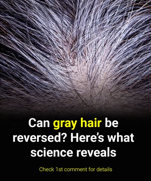 Can gray hair be reversed? Science answers.