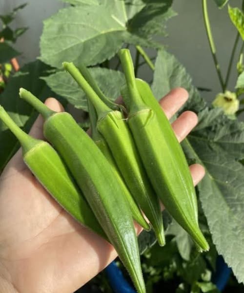 Doctors reveal that eating okra causes…