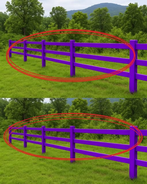 Why a Purple Fence or Tree Paint Could Be a Silent Warning and What That Color Means for Anyone Passing By