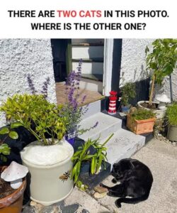 There are two cats in this photo. Where is the other one?