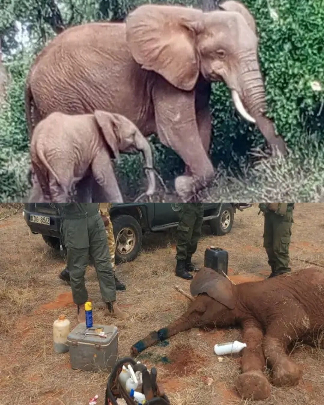 A Wire Around Her Trunk, A World Ready to Save Her.