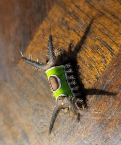 I saw something strange on the floor at home and wanted to touch it, but suddenly it started moving: I was horrified when I realized that it was