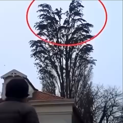 He was filming a tree, but at 0:18, something happened that shocked him Watch the unexpected moment caught on camera…
