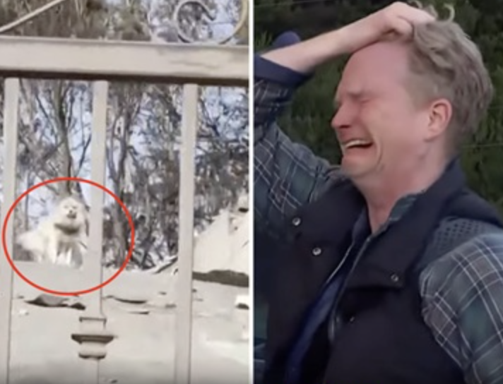 1 search result for “After five days apart, man finds his dog following wildfire destruction”