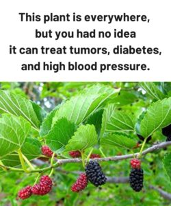 This plant is everywhere, but you had no idea it can treat tumors, diabetes, and high blood pressure