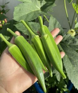Doctors Explain Why Adding Okra to Your Diet Can Boost Health — and When to Be Careful