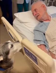 A Loyal Dog Sat Outside the ICU for Three Days — And When He Was Finally Allowed In, What He Did Made a Grown Man Cry