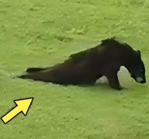 Dying Bear With Broken Leg Enters Village & Begs For Help. What Happens Next Is Unbelievable!