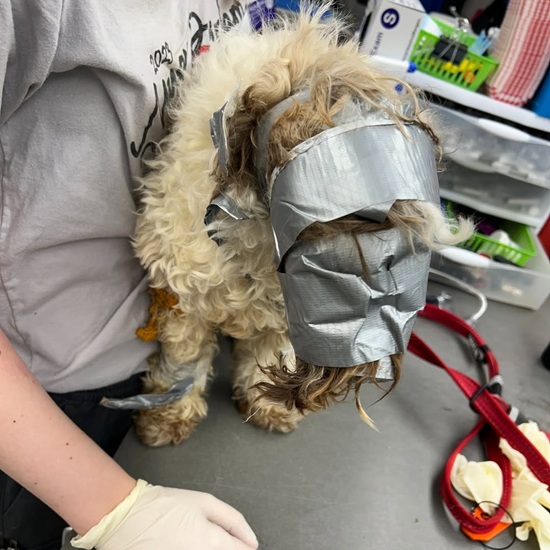 Abandoned dog discovered in dumpster, tightly wrapped in duct tape