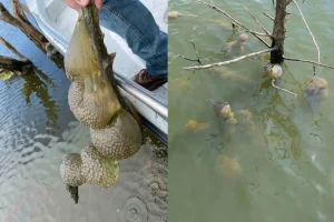 Researchers Identify Unusual Jelly-Like Clusters in an Oklahoma Lake