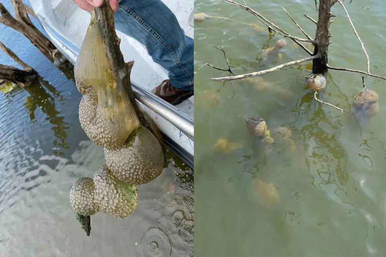 Researchers Identify Unusual Jelly-Like Clusters in an Oklahoma Lake