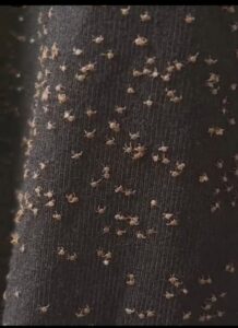 The Unseen Hitchhikers: Why Your Pant Legs Are Covered in Tiny Seeds