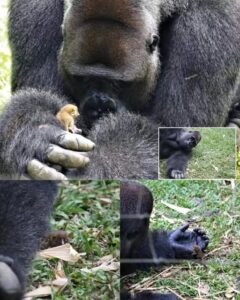 A Gentle Giant’s Unexpected Friendship.