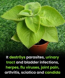 The Miracle Plant That Destroys Parasites, Infections, Viruses, and Chronic Pain