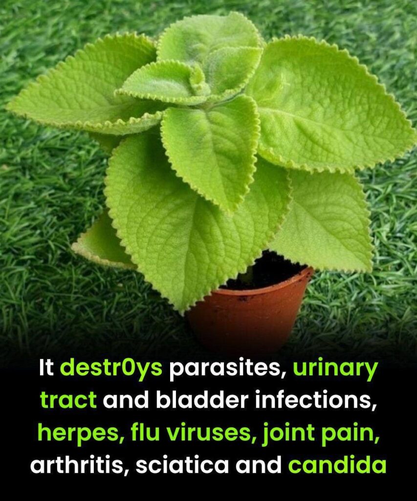 The Miracle Plant That Destroys Parasites, Infections, Viruses, and Chronic Pain
