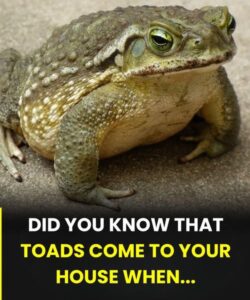 Why does a toad appear in your house and what might its presence indicate?