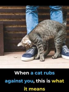 When a Cat Rubs Against You — This Is What It Really Means (Spoiler: You’re Loved & Claimed!)