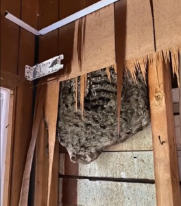 The constant rattling in our wall drove us crazy — then breaking through revealed a shocking secret.