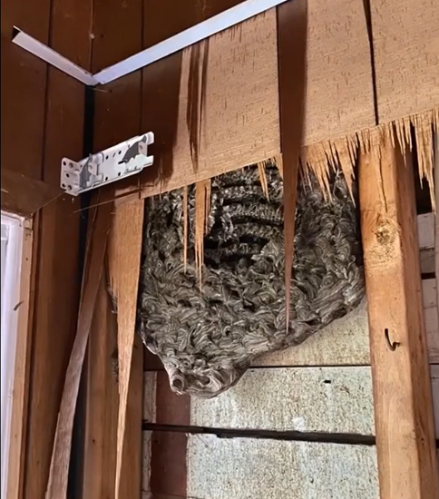 The constant rattling in our wall drove us crazy — then breaking through revealed a shocking secret.