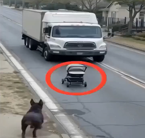 Hero Dog Saves Baby’s Life After a Truck Crash