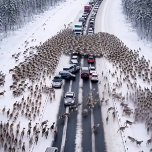 Drivers Face Surprise as Massive Herd of Deer Halts Traffic on Christmas