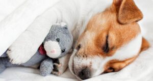 If your dog wants to sleep in your bed, the reason might surprise you
