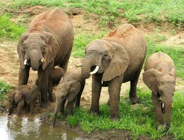 A Miracle in the Dust: When Rare Elephant Twins Reminded the World What Protection Looks Like.