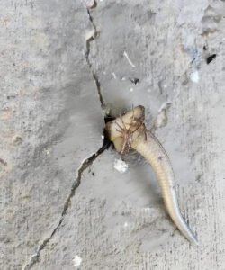 In the morning I went out onto the balcony and right in the wall I noticed something strange that was moving inside it: at that moment I was overcome with real horror, especially when I realized what it was