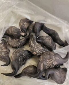 My neighbor gave me a bag of these, anyone know what they are? How do you eat them?