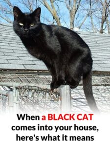 What does it mean to meet a black cat?