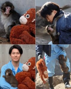 “HE WAS TOO SMALL TO FIGHT ALONE.” — KOSUKE SHIKANO BECAME PUNCH’S GODFATHER WHO REFUSED TO LET HIM FALL WHEN HIS MOTHER WALKED AWAY When Punch was abandoned shortly after birth, his survival hung by a thread — fragile, uncertain, measured in hours rather than weeks. That was when Kosuke Shikano and the team at Ichikawa City Zoo stepped in without hesitation, choosing to hand raise the tiny Japanese macaque with round-the-clock care, bottle feedings, and the steady presence of a human determined not to let him fade. Understanding how deeply young primates depend on touch and bonding, Shikano introduced a soft stuffed orangutan into Punch’s enclosure — a simple gesture that would become something far greater. The plush toy wasn’t just fabric and stuffing; it became warmth, reassurance, and the steady heartbeat Punch could cling to in moments of uncertainty. Visitors now see a baby monkey hugging a toy — but behind that image is a caretaker who answered midnight cries, monitored every fragile milestone, and stood in for the comfort nature briefly denied him. What began as emergency intervention quietly transformed into something more enduring — trust built day by day, small fingers wrapping not only around a stuffed companion but around a second chance at life…