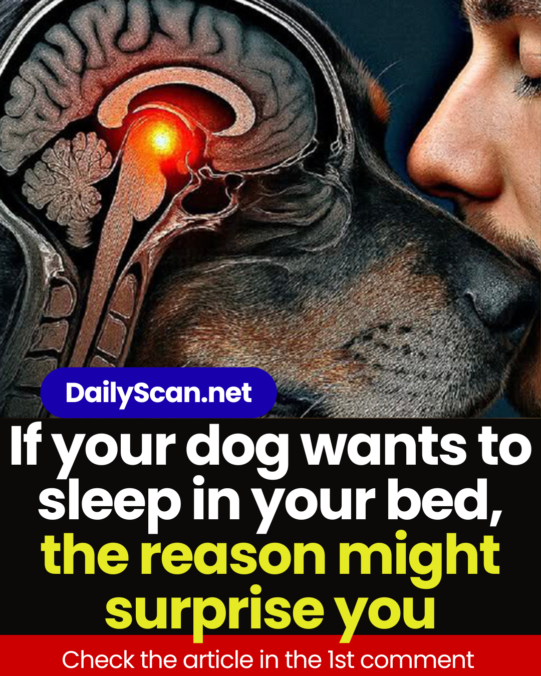 If your dog wants to sleep in your bed, the reason might actually surprise you