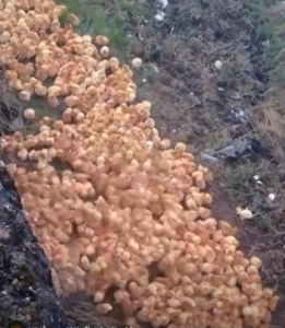 I was peacefully walking through the forest