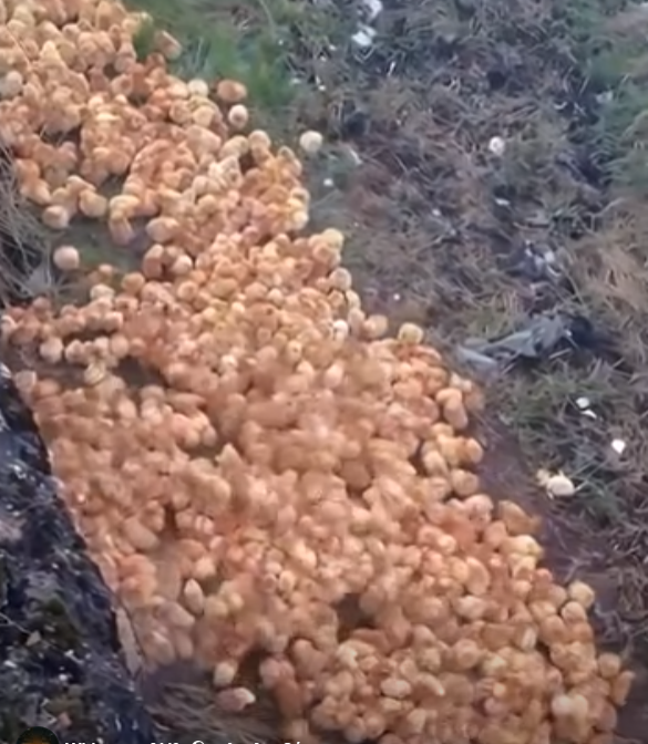 I was peacefully walking through the forest