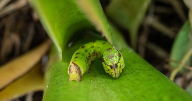 Woman discovers strange snake-like creature in her back garden