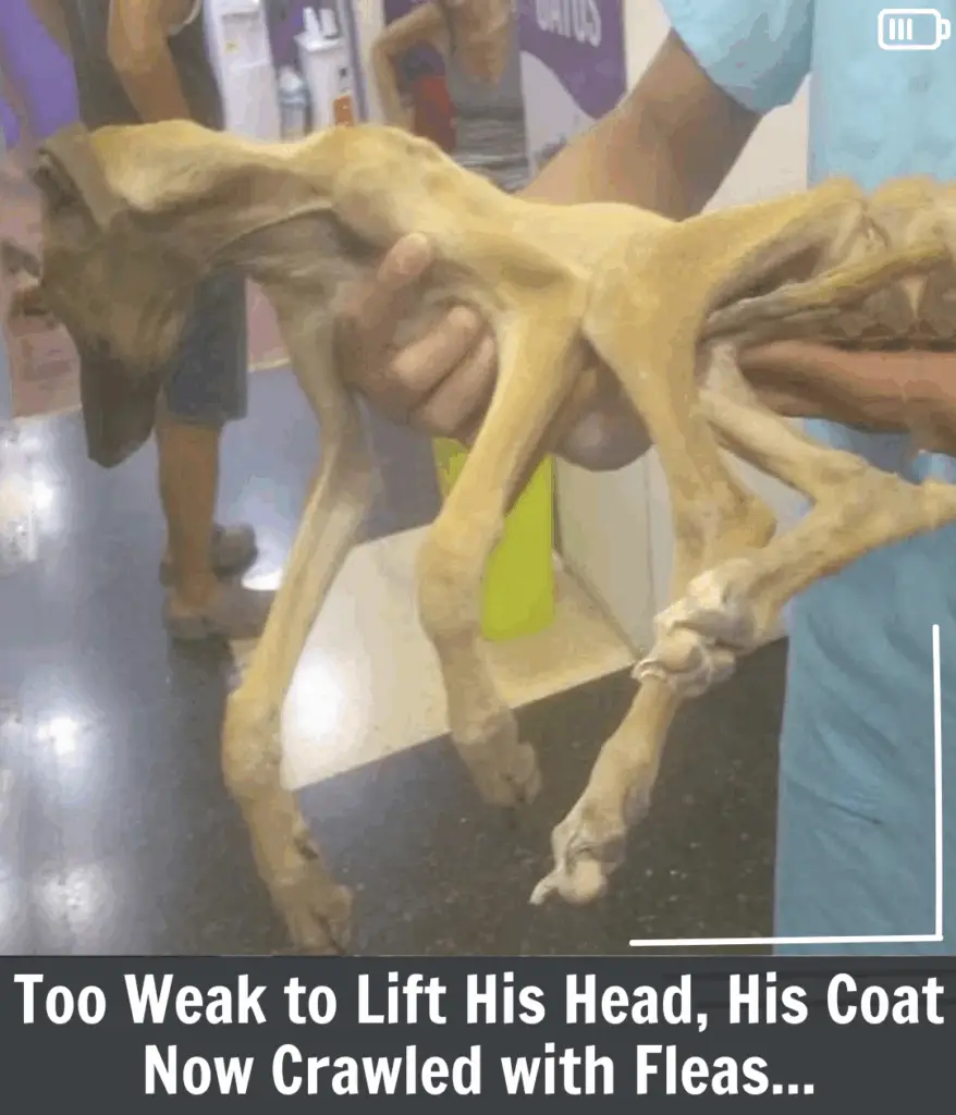 From Flea-Infested Misery to Freedom: A Dog’s Journey to Hope and Healing